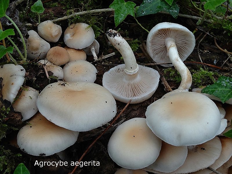 Cyclocybe cylindracea-amf1439.jpg - Cyclocybe cylindracea ; Syn1: Agrocybe aegerita ; Syn2: Pholiota aegerita ; Nom français: Pholiote du peuplier, Pivoulade